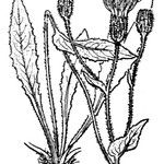 Hieracium legrandianum Other