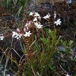 Epidendrum fimbriatum Облик