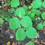 Viburnum lantanoides Leaf