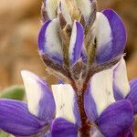 Lupinus sellulus Flower