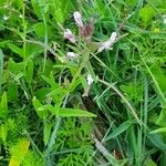 Cleome monophylla Fruit