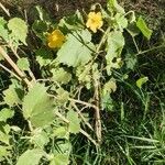 Abutilon mauritianum Alkat (teljes növény)