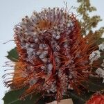 Banksia coccinea Žiedas