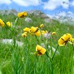 Lilium carniolicum Bloem