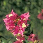 Bougainvillea glabra Blüte