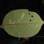 Swartzia panacoco Leaf