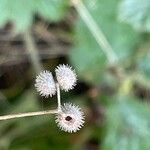 Galium aparine फल