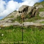 Carex macrostylos Floro