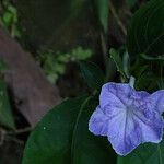 Ruellia geminiflora പുഷ്പം