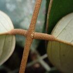 Anthonotha macrophylla چھال