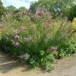 Vernonia noveboracensis Habit