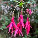 Fuchsia magellanicaΛουλούδι