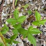 Rubus argutus Leaf