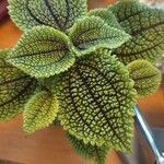 Pilea mollis Hoja