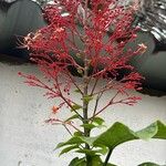 Clerodendrum paniculatum ᱵᱟᱦᱟ