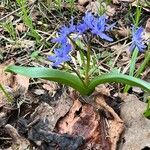 Scilla bifolia Buveinė