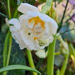 Narcissus spp. 花