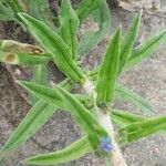 Echium vulgare Leaf