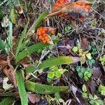 Iris foetidissima Fruit