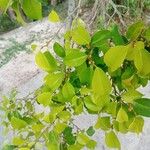 Ficus microcarpa Λουλούδι