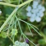 Trachyspermum ammi Leaf