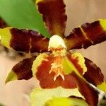 Oncidium crocidipterum Virág