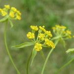 Bupleurum falcatum Blomma