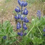 Lupinus micranthus 花