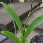 Polystachya odorata Blatt