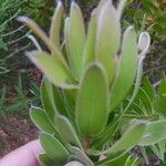 Leucadendron laureolum Foglia