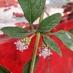 Lippia alba Flower