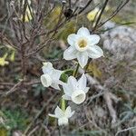 Narcissus dubius Flower