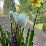 Tulipa fosteriana Λουλούδι