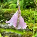 Dierama pulcherrimum 花