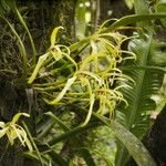 Maxillaria endresii Other