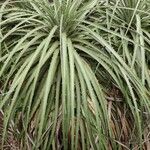 Puya alpestris Habitat