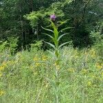 Vernonia fasciculata Folha