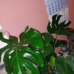 Monstera deliciosa Leaf