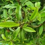 Acalypha integrifolia 葉