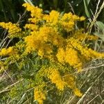 Solidago gigantea花