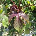 Jatropha gossypiifolia Blad