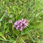 Dactylorhiza incarnata Virág