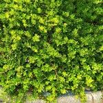 Ilex crenata 葉