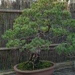 Pinus parviflora موطن