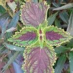 Coleus decurrens List