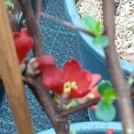 Chaenomeles × superba Flower