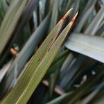 Phormium tenax Fuelha