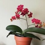 Phalaenopsis spp. Blomst