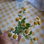 Tanacetum partheniumFlower