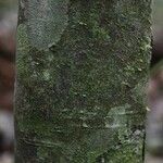 Oxandra asbeckii Corteza